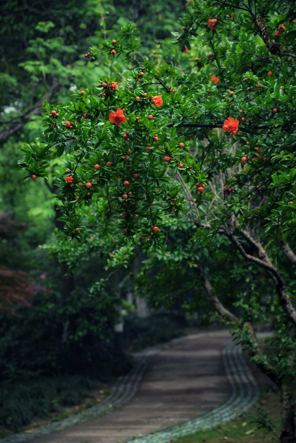 石榴花