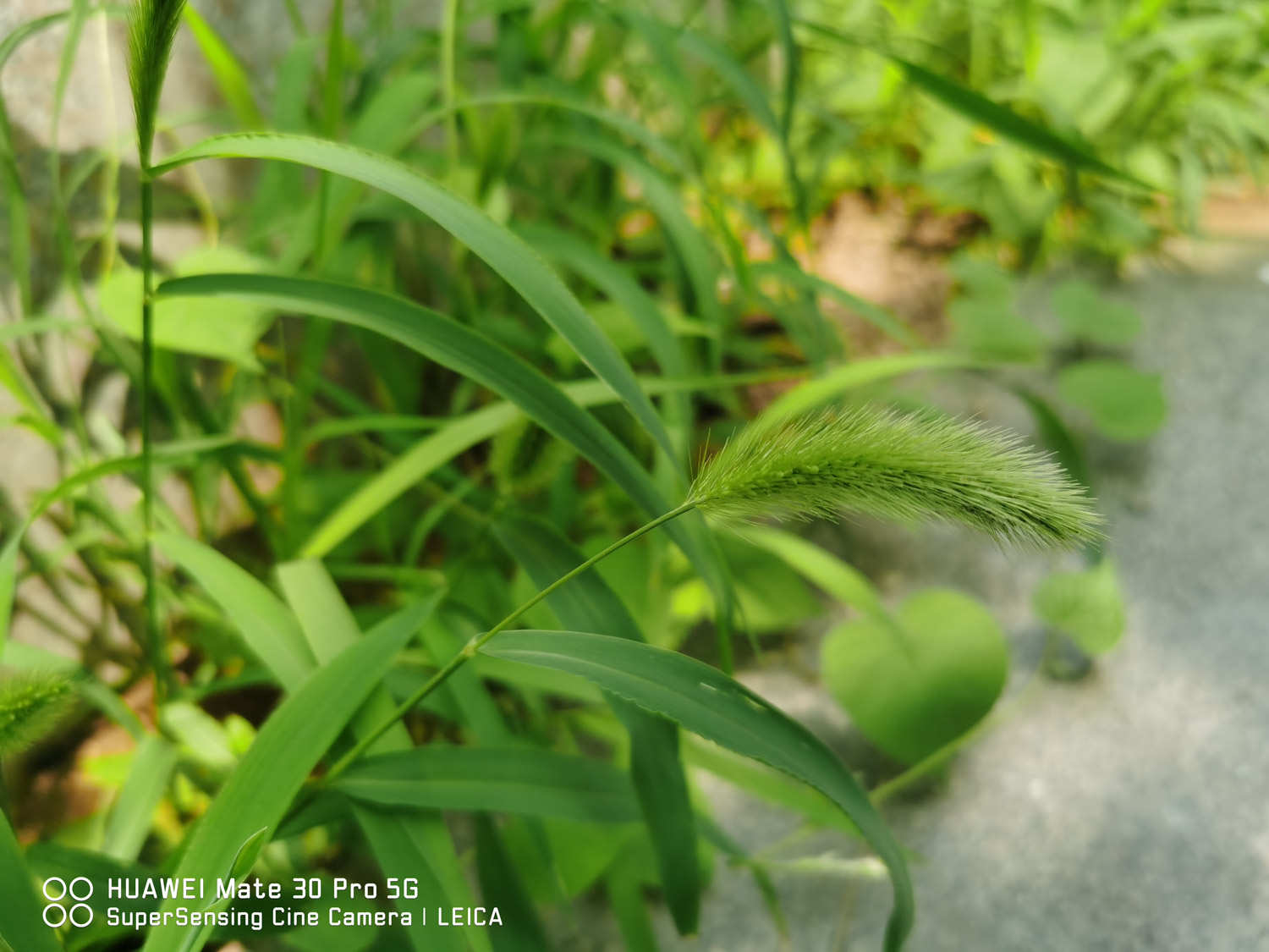 狗尾巴草