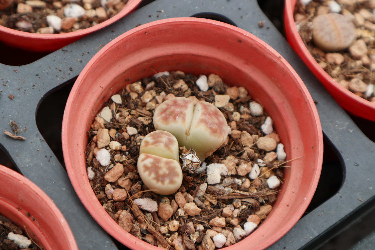 生石花
