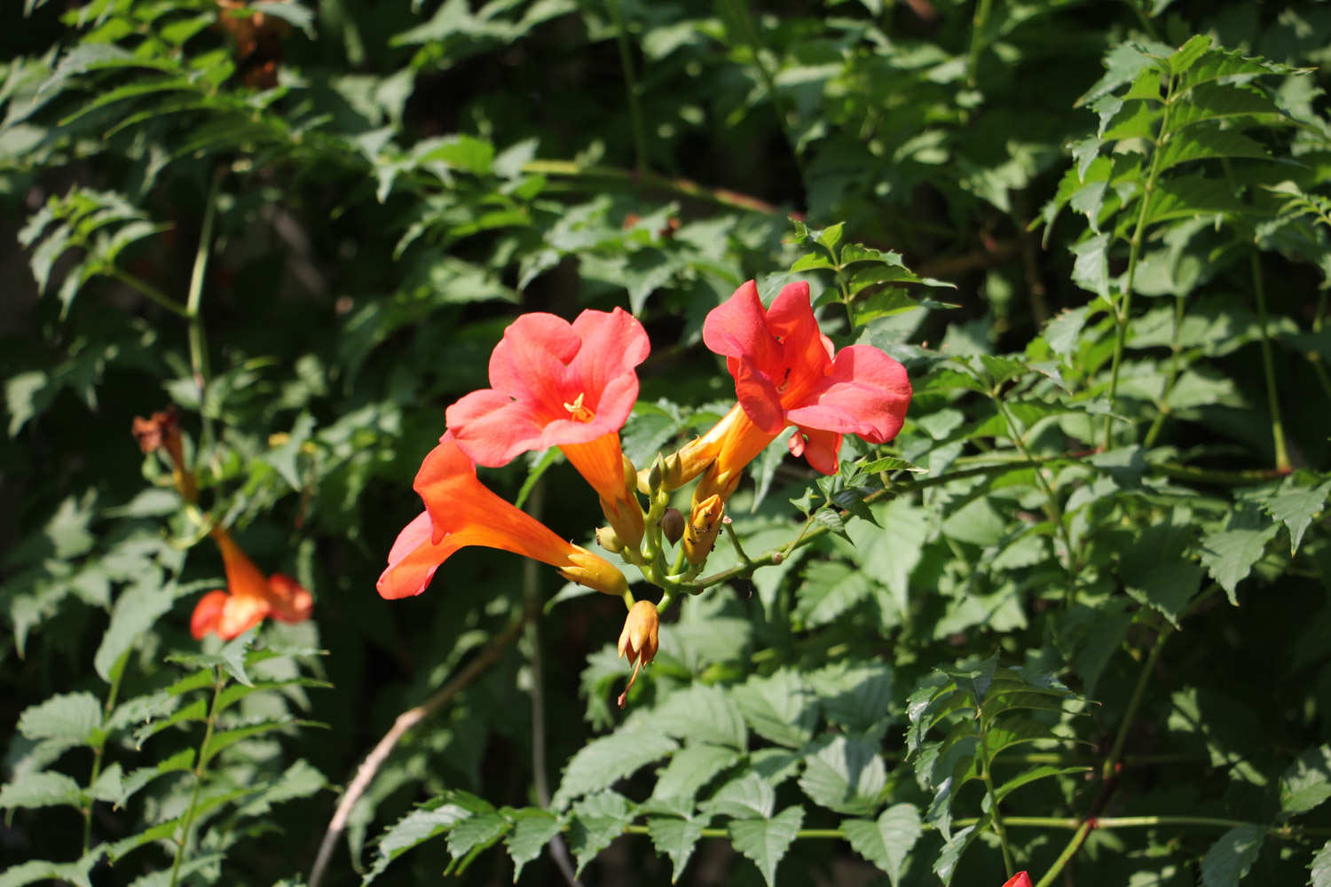 凌霄花