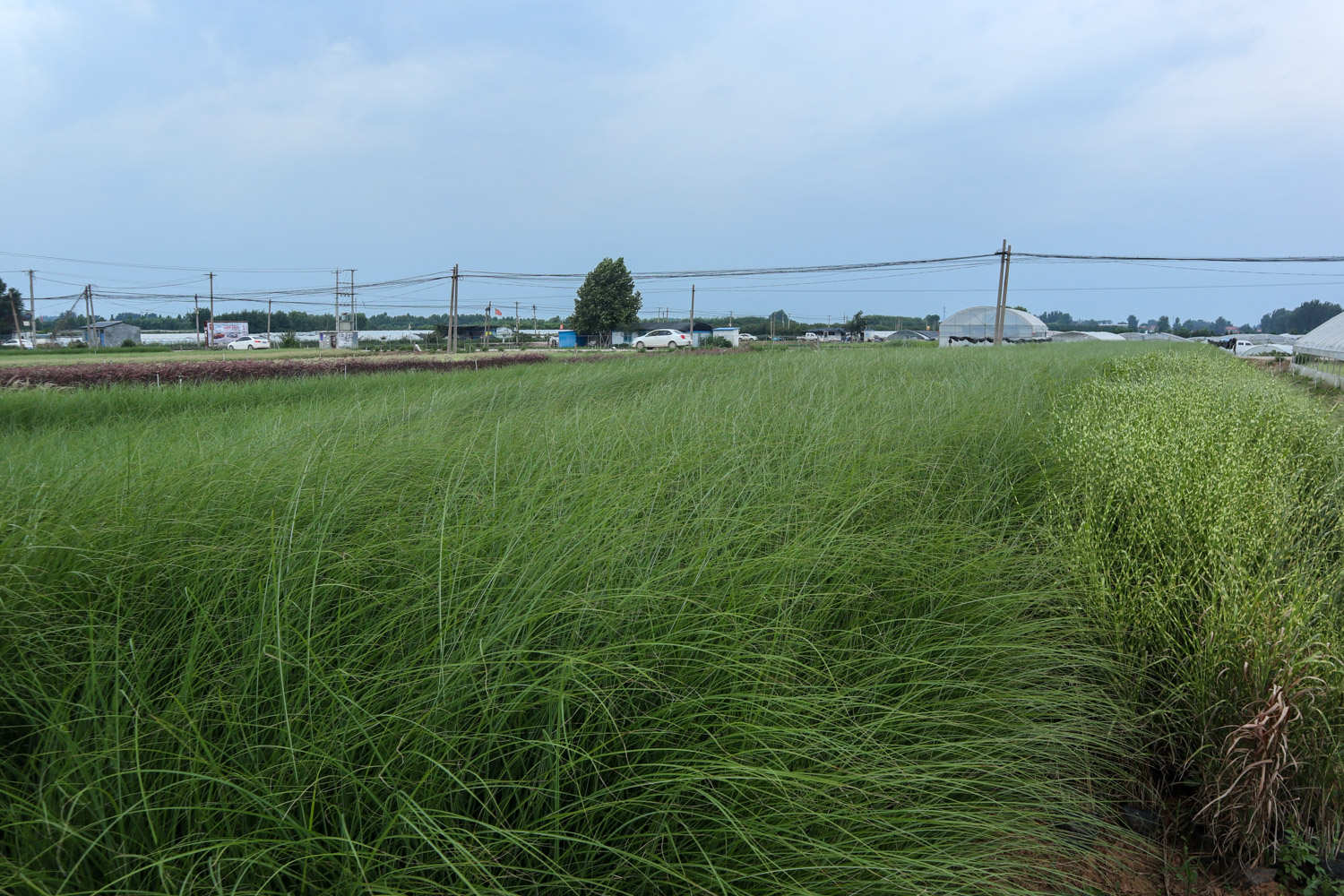 植物