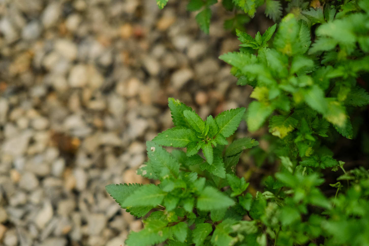 植物
