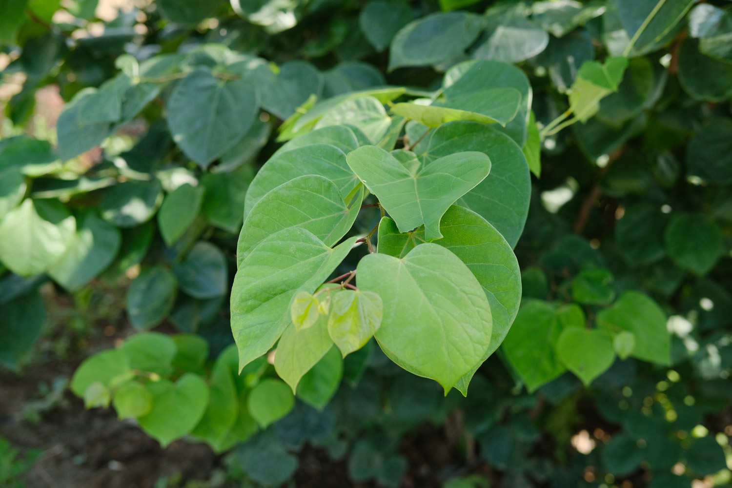 植物