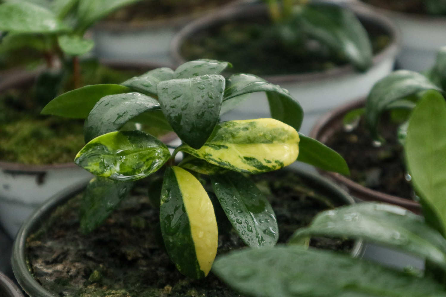 植物