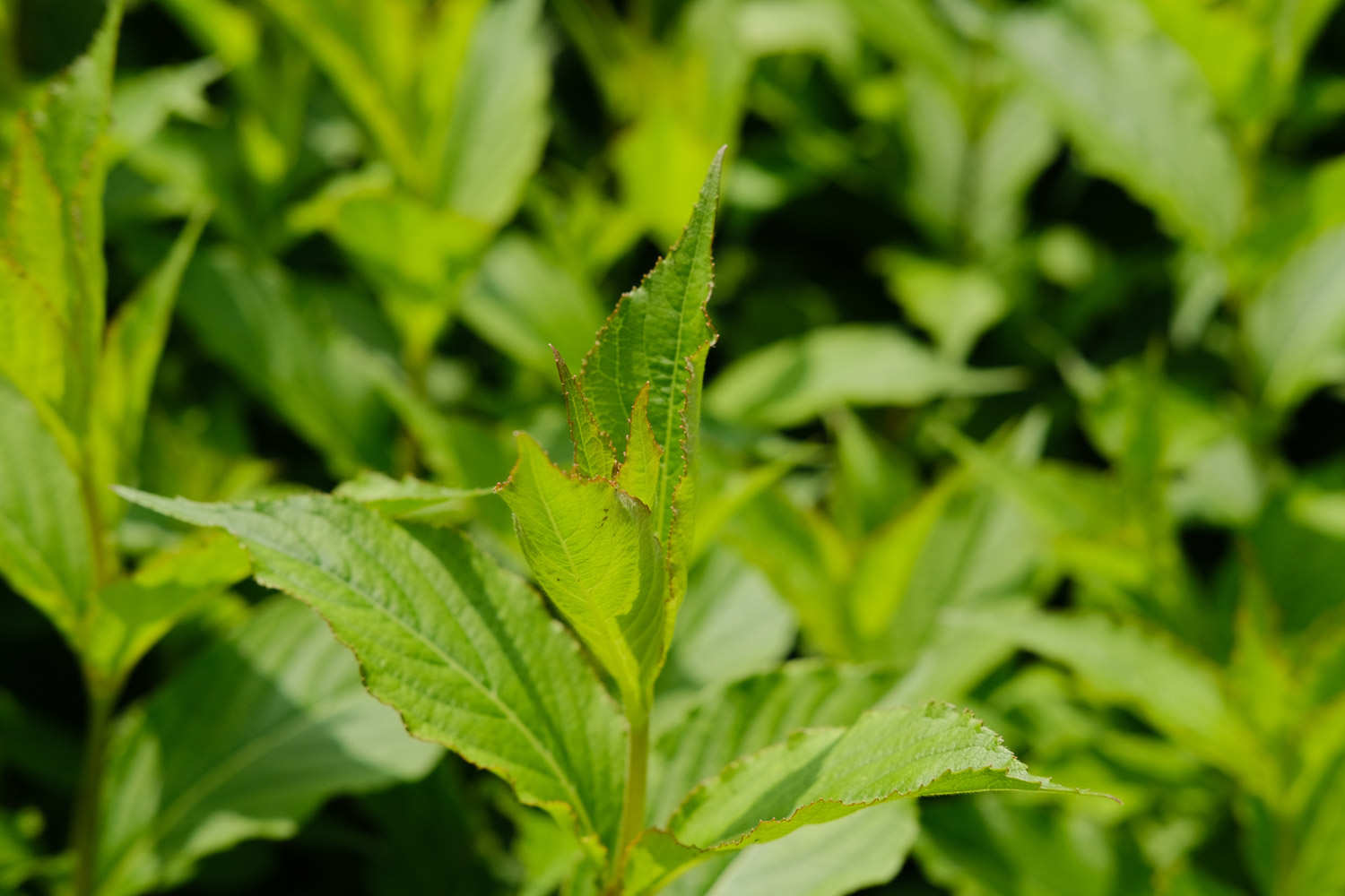 植物