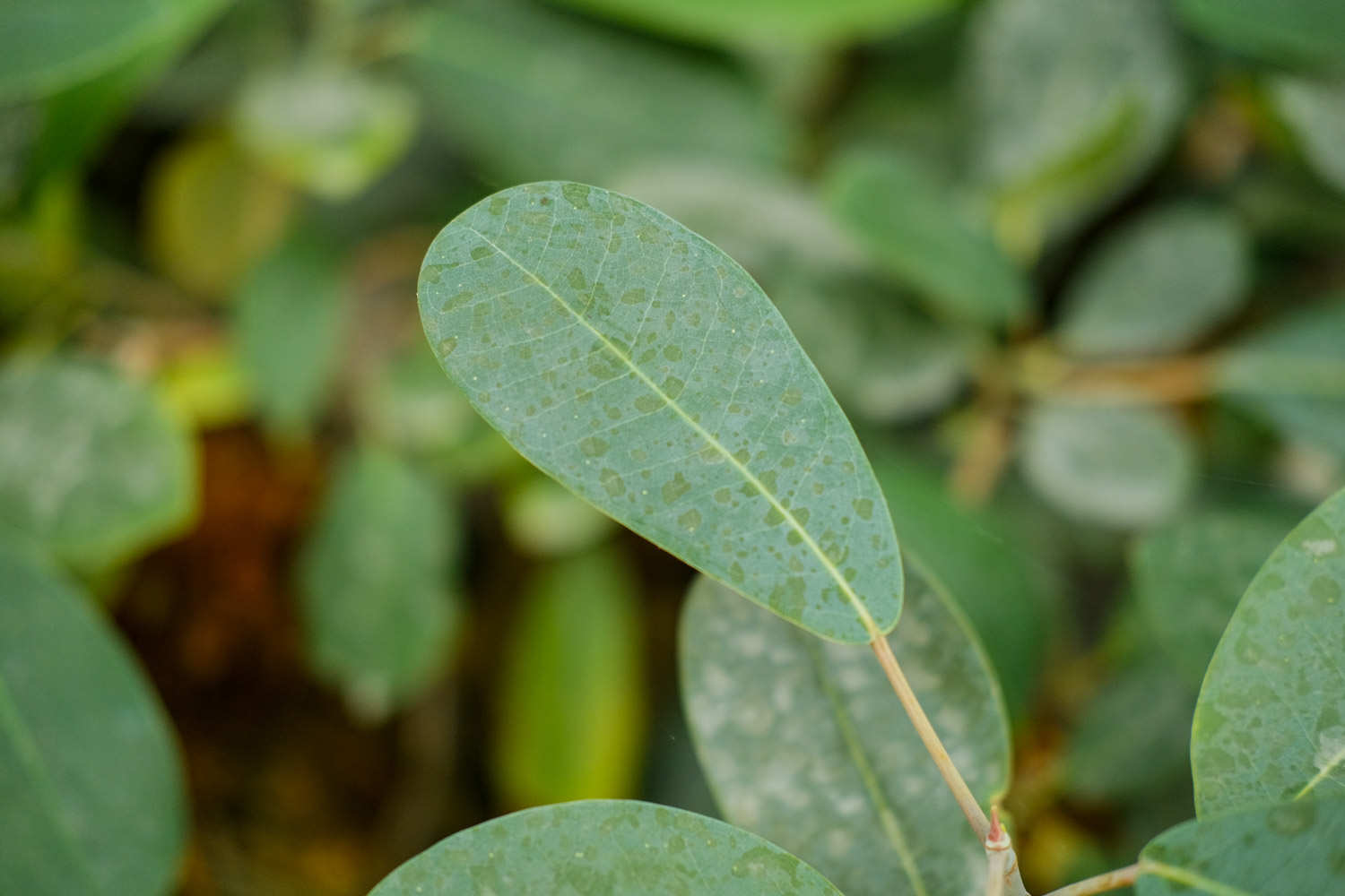 植物