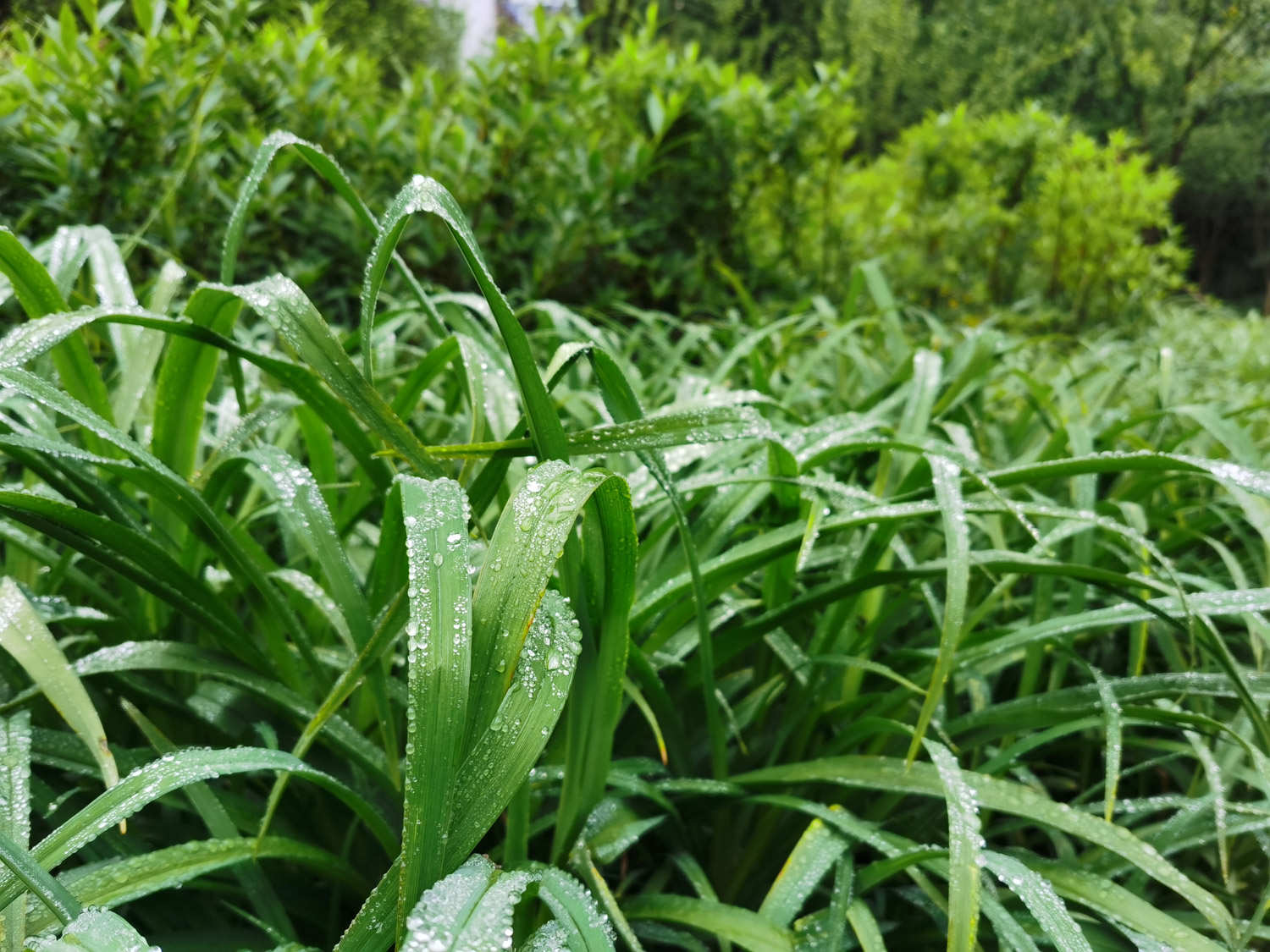 植物