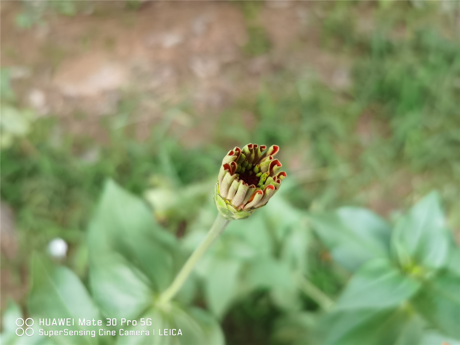 百日菊