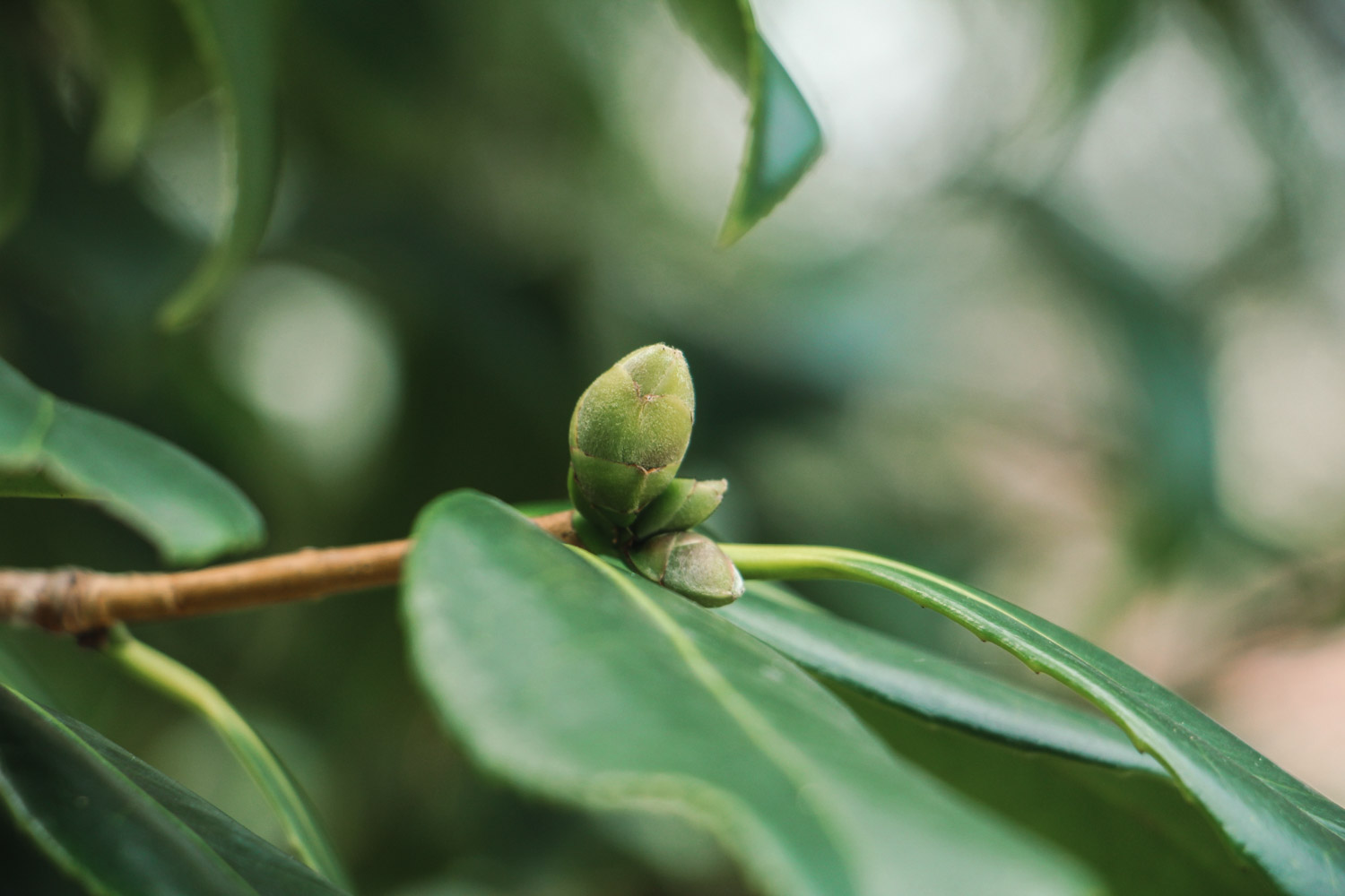 白山茶