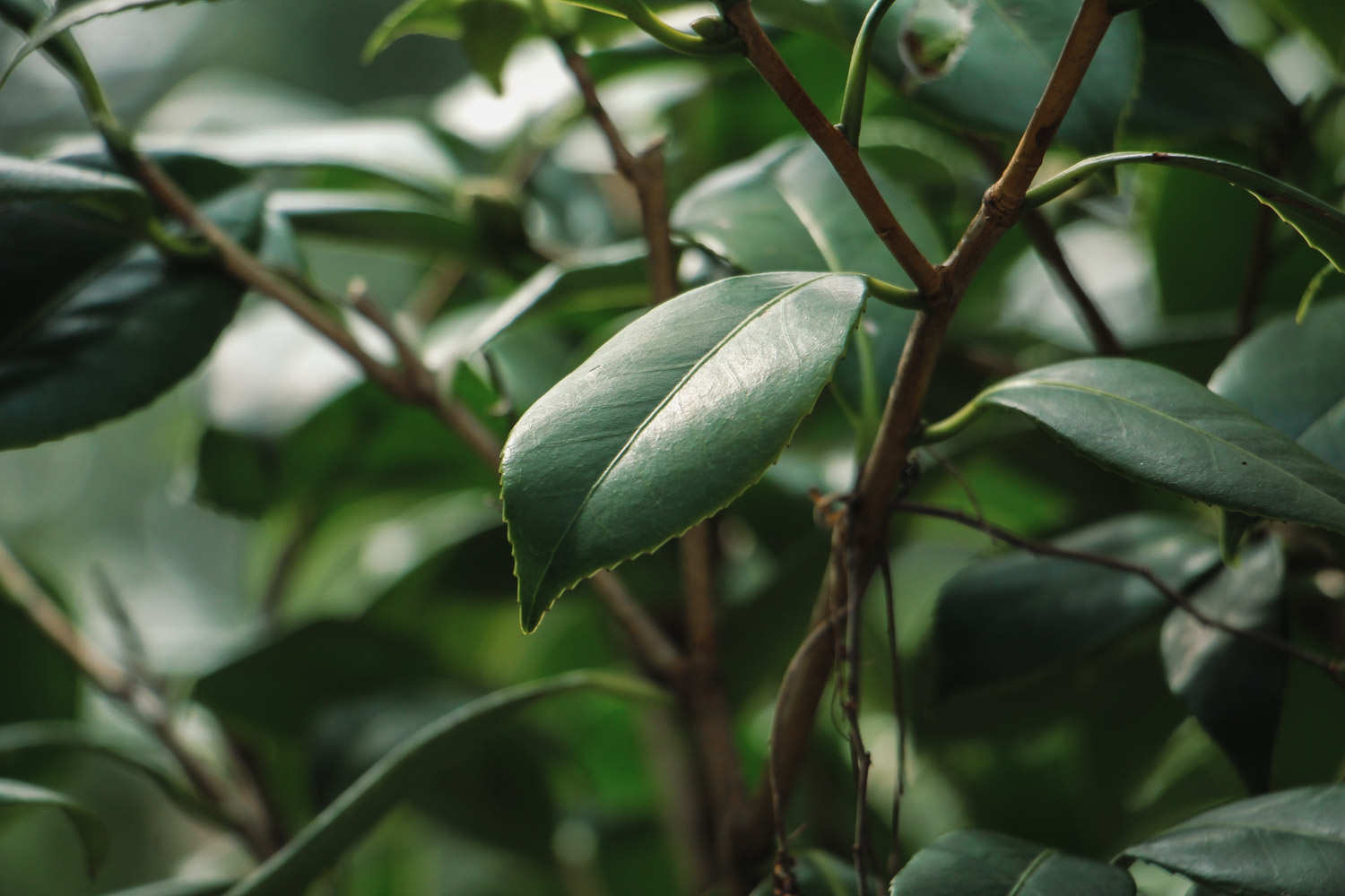 山茶花