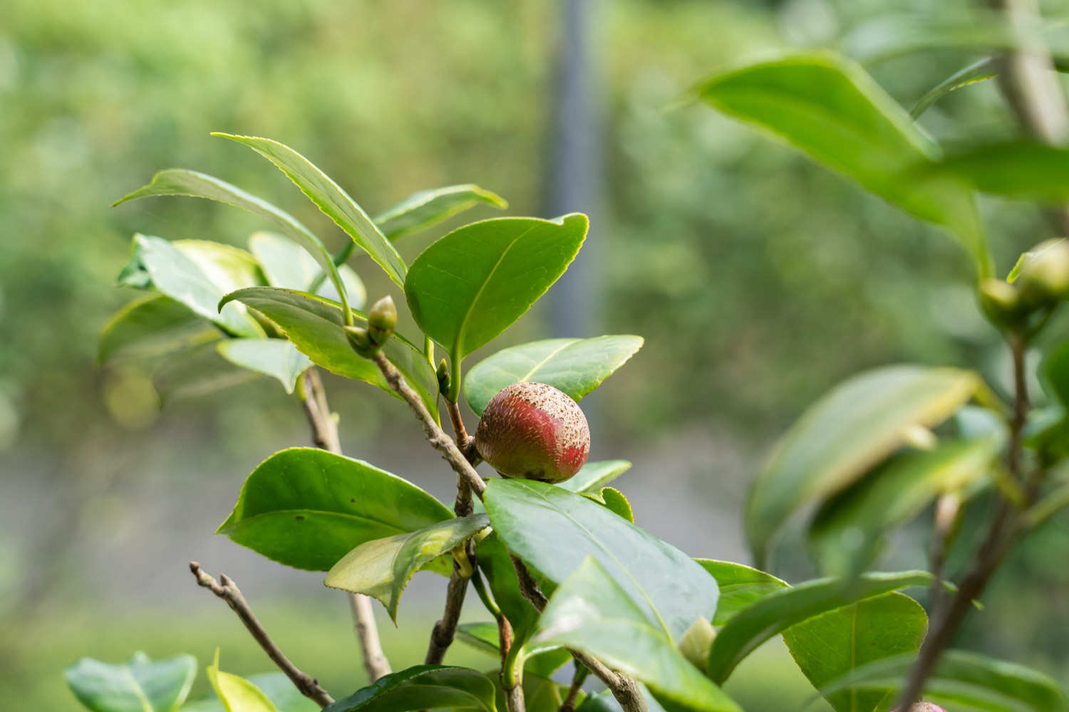 山茶花