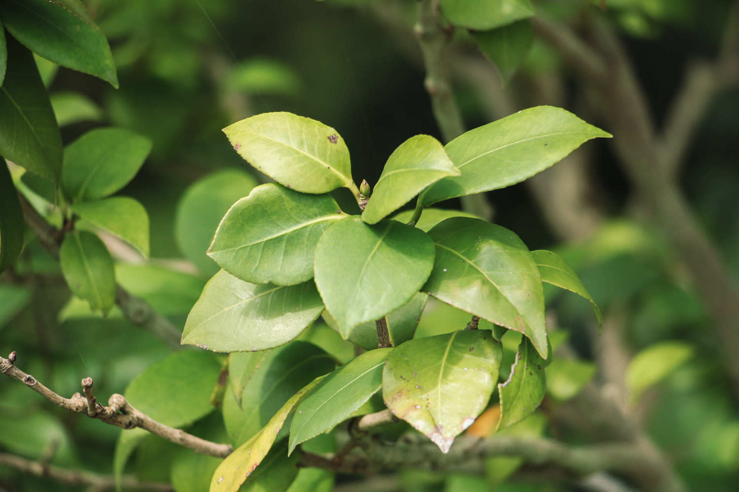 山茶花