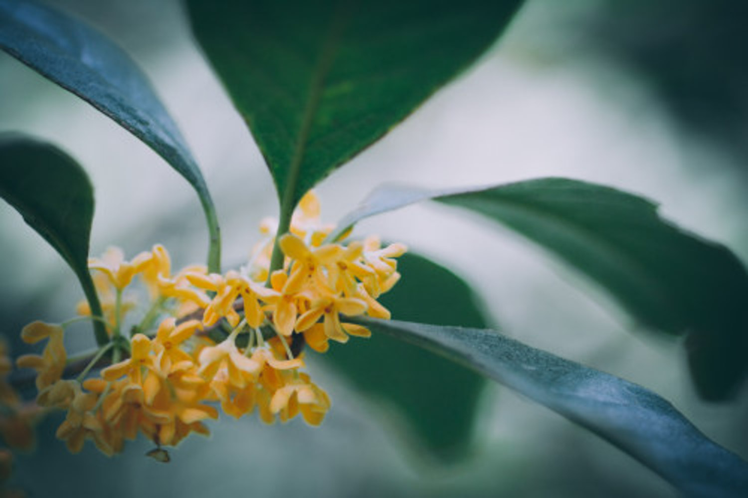 金色桂花