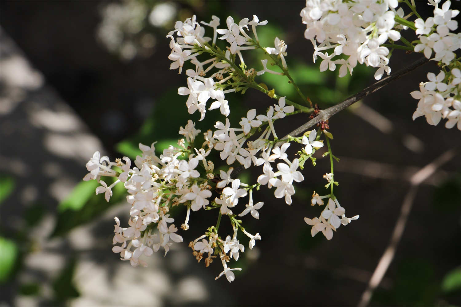 丁香花