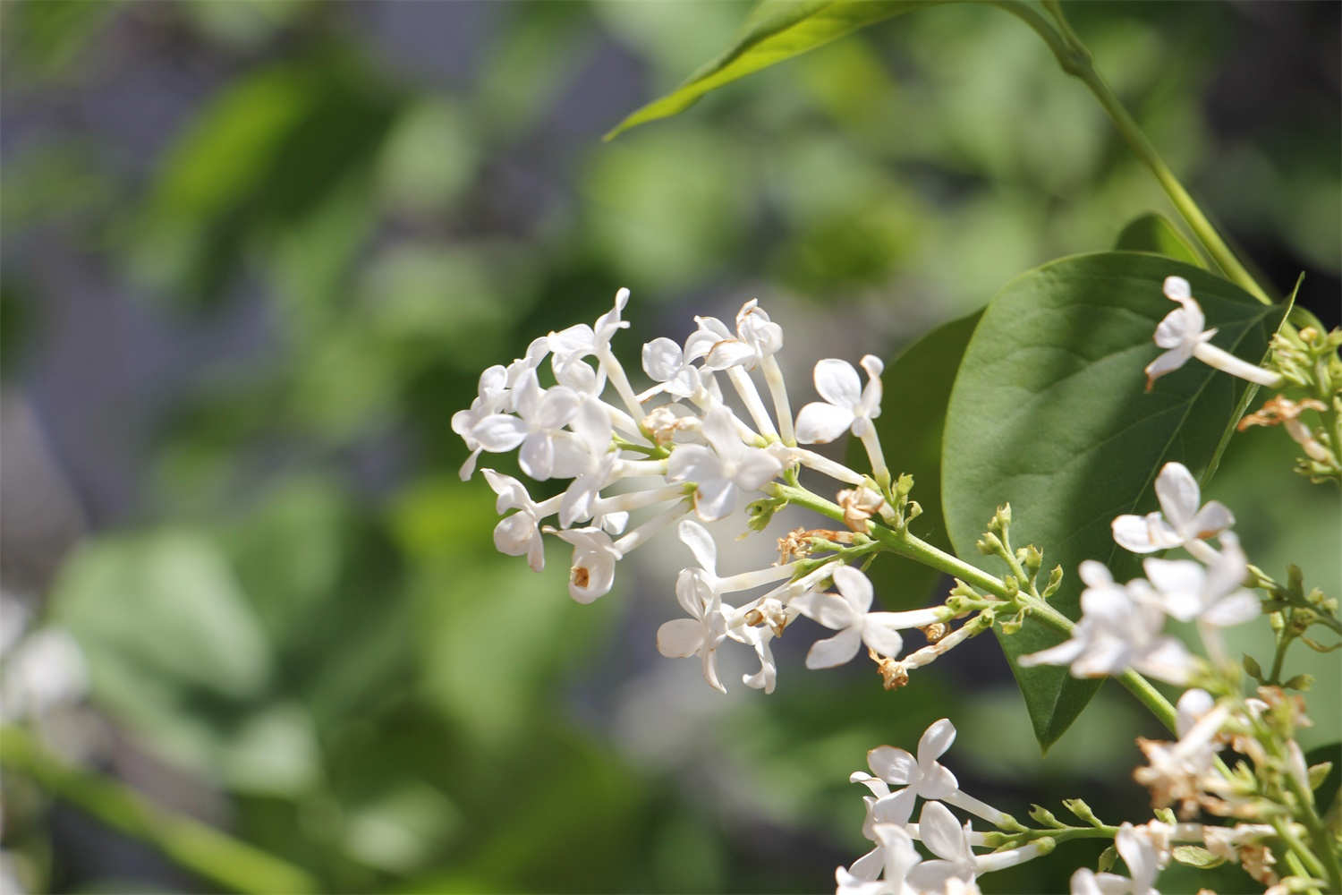 丁香花