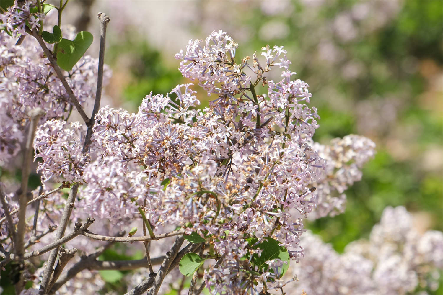 丁香花