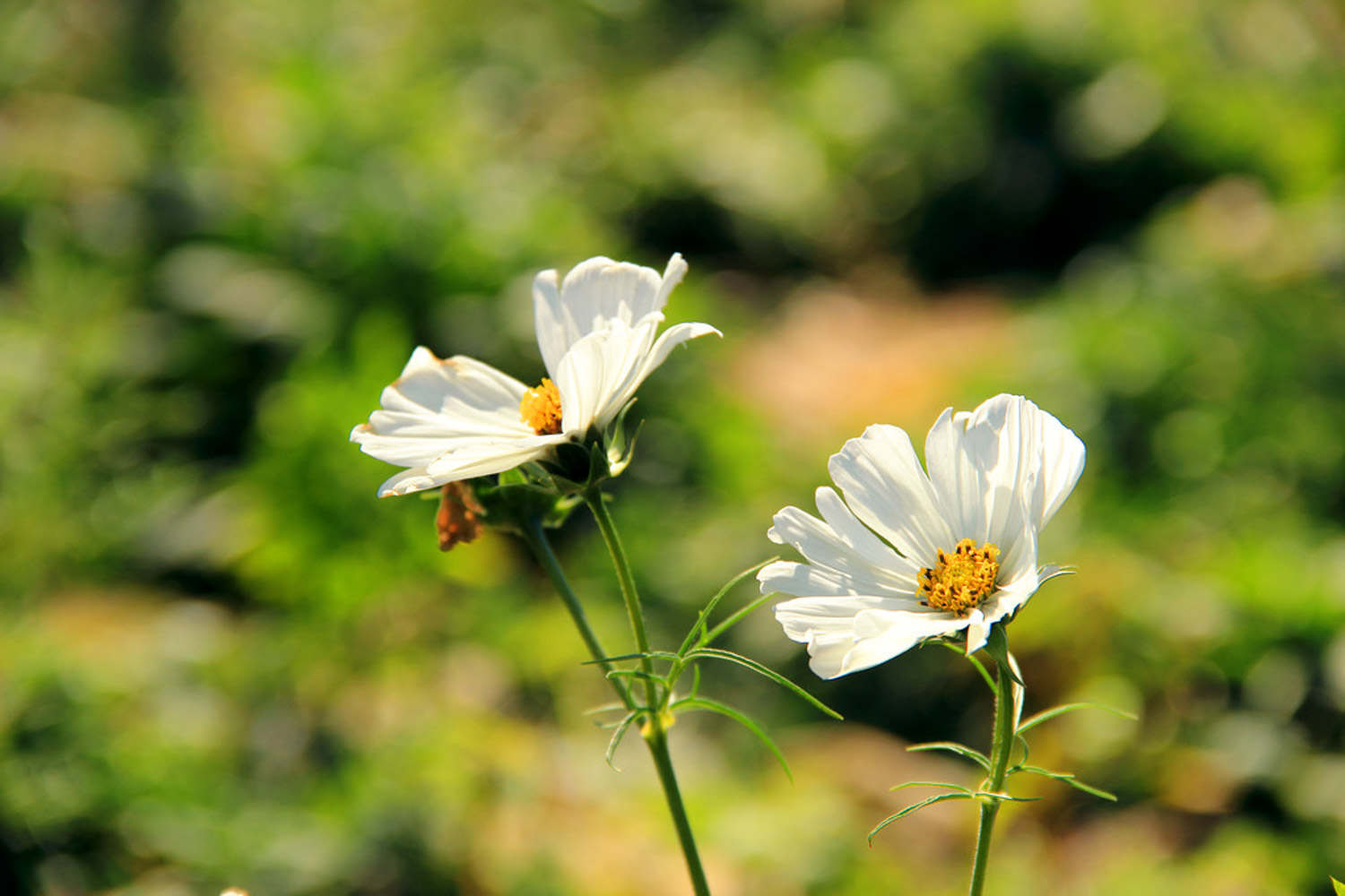 格桑花