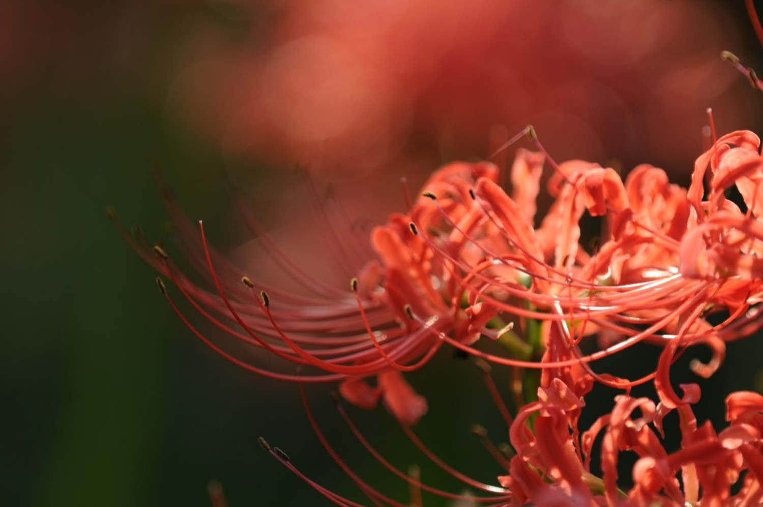 石蒜花