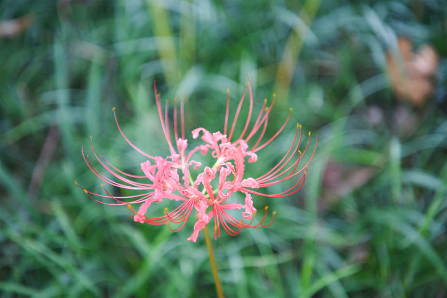 石蒜花