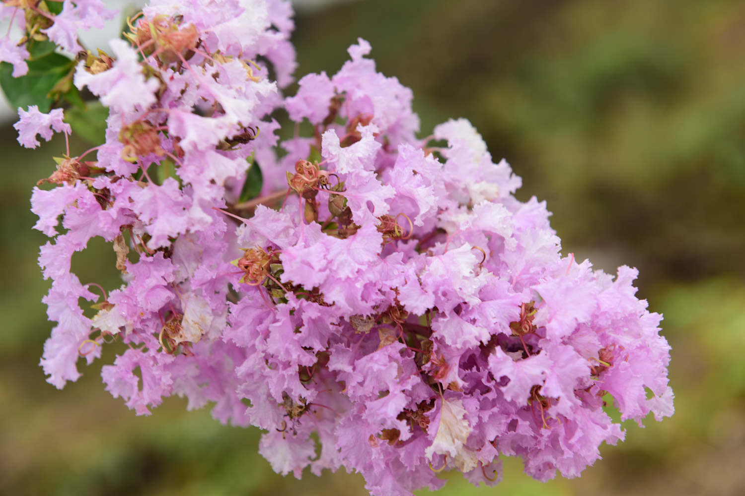 紫薇花