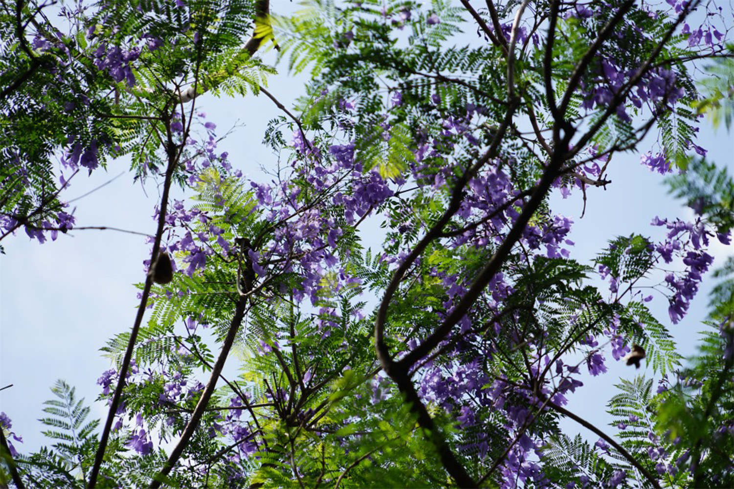 蓝花楹