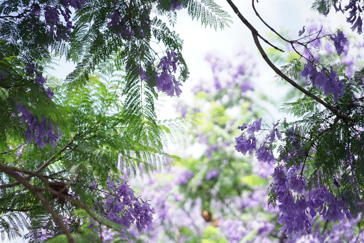 蓝花楹