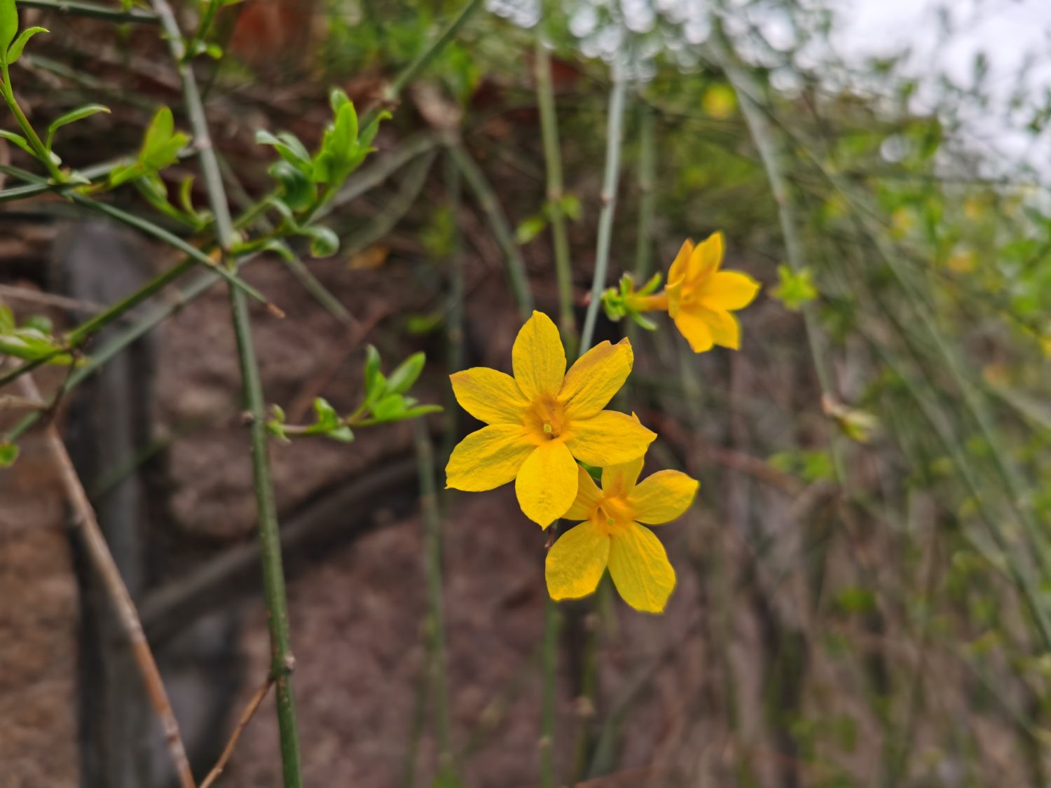 迎春花