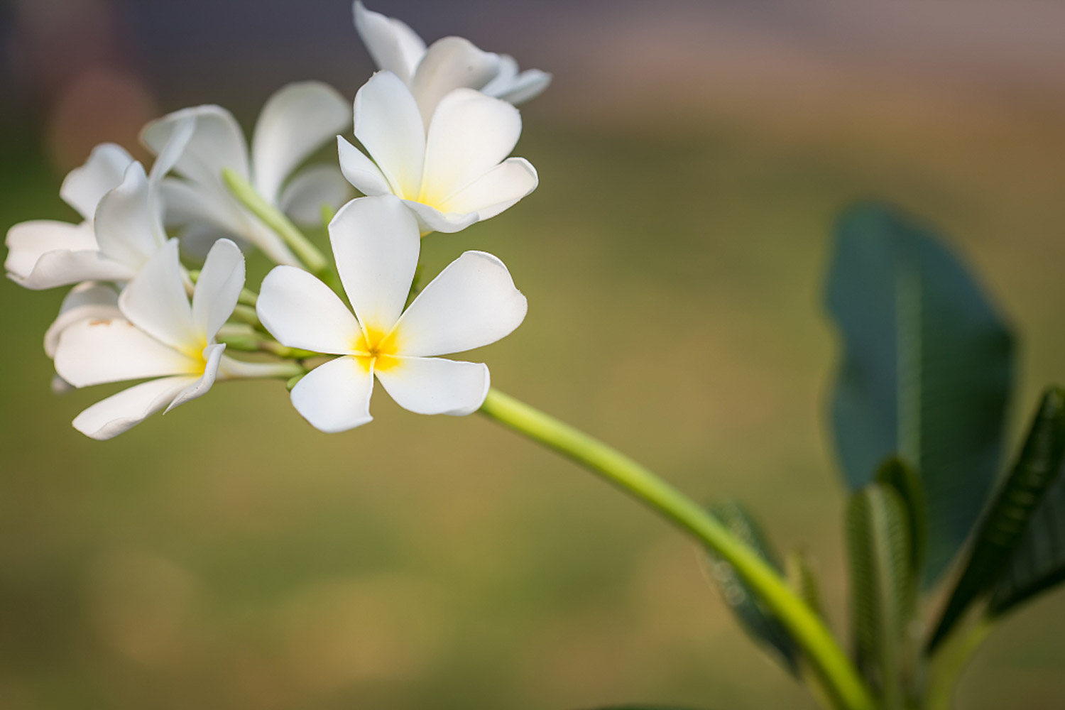 鸡蛋花