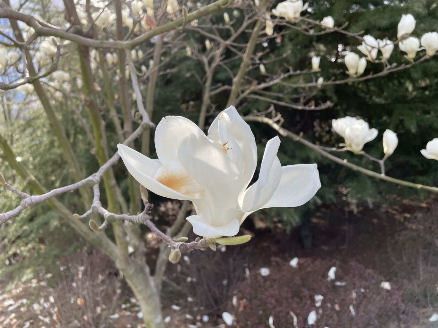 白兰花