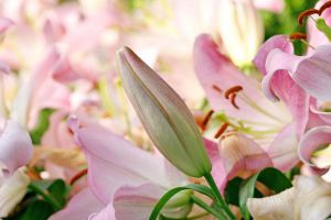 绽放的百合花