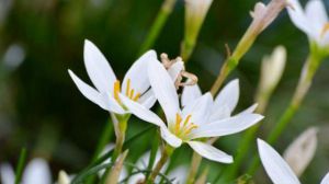 水仙花养护小知识