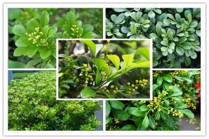 米兰花品种大全