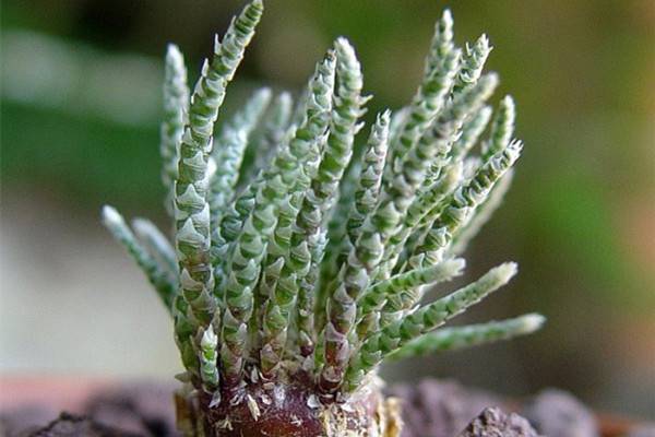 白花韧锦病虫害及防治方法 白花韧锦病虫害及防治方法