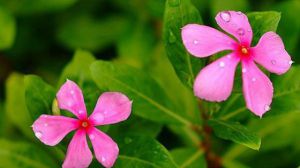 长春花的花语及传说