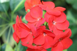 凤仙花怎么种