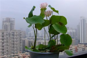 碗莲