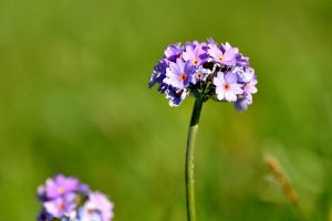 报春花的花语和传说