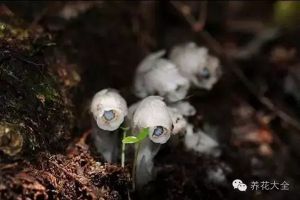 植物界居然也有“吃软饭”这种行为