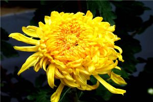 菊花不现蕾不开花怎么办