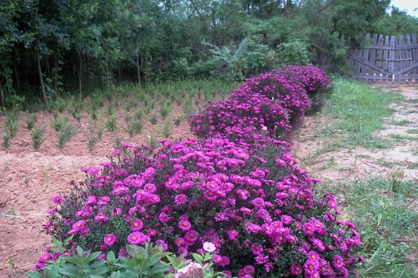 花朵也变脸，这些花花界的变色高手