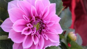 茶花品种大全