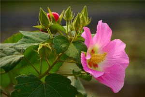 木芙蓉花的病虫害及其防治