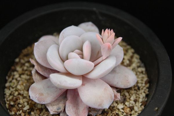 多肉植物雪莲图片欣赏 多肉植物雪莲图片欣赏