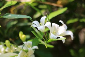 七里香什么时候开花