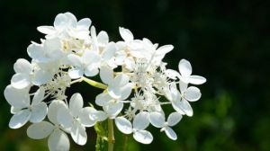 丁香花种子怎么种