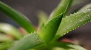 芦荟水浇多了怎么办