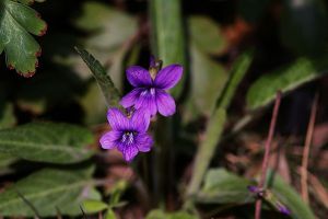 紫花地丁什么时候开花