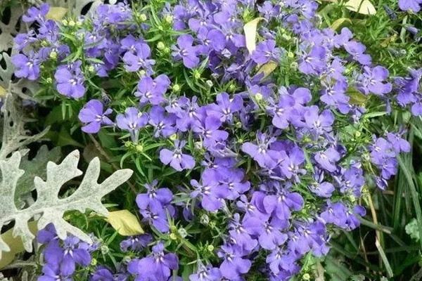 这些花卉很常见,快来看看它们的养殖方法 这些花卉很常见,快来看看它们的养殖方法