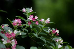 海仙花的养护方法及注意事项