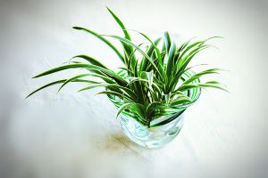 常见水培植物及养护方法